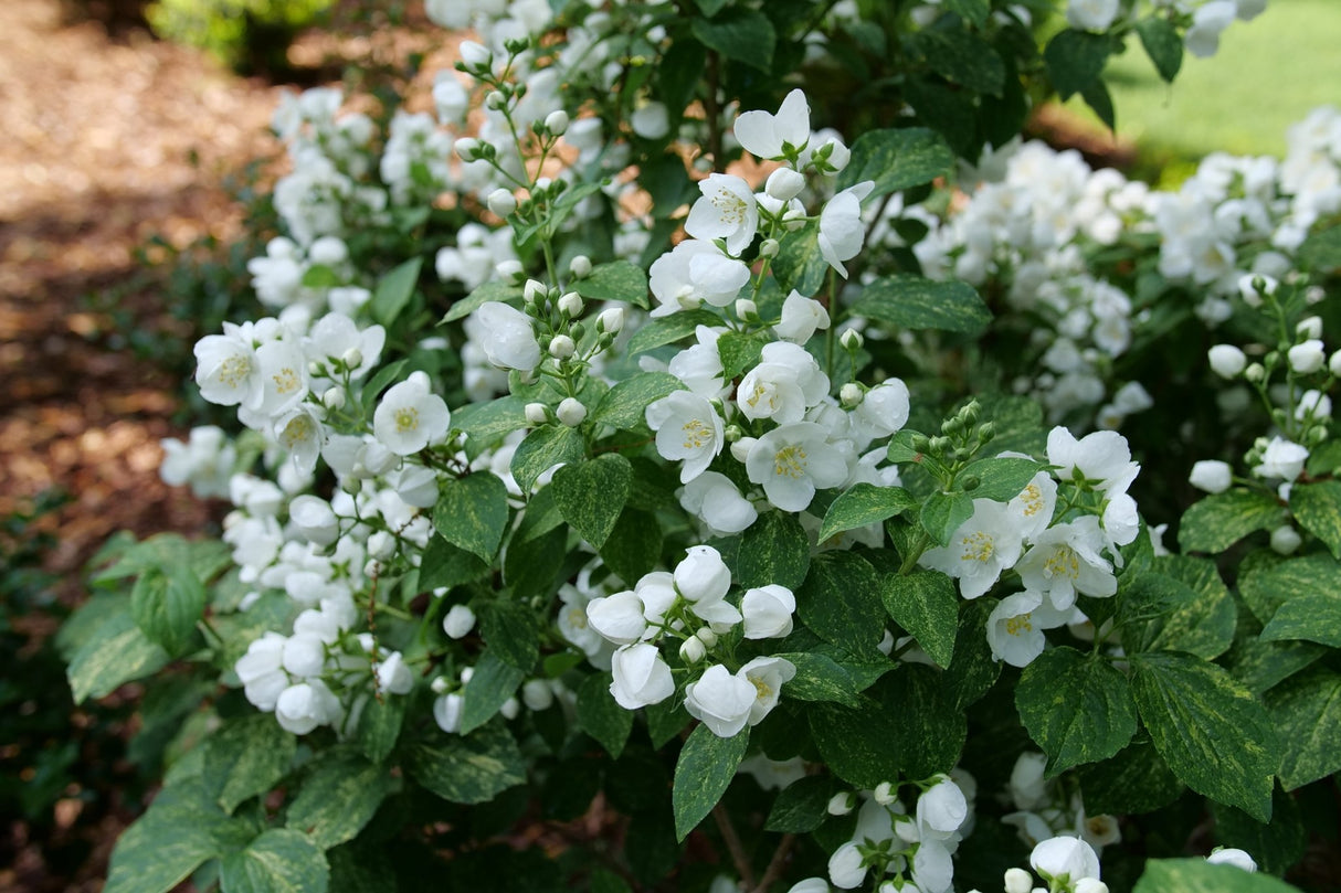 Illuminati Sparks Mock Orange shrub, garden view