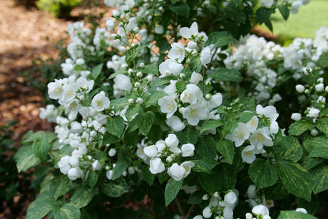 Illuminati Sparks Mock Orange shrub, garden view