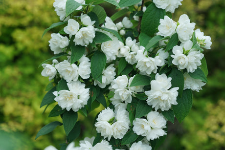 Illuminati Spice Mock Orange shrub, front view