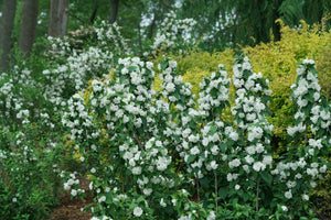 Illuminati Spice Mock Orange shrub, lifestyle view