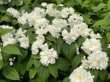 Illuminati Spice Mock Orange shrub, close-up