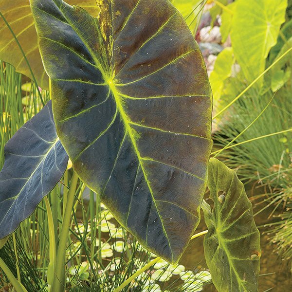 Detail view of Illustris Elephant's Ear (Collocasia esculenta 'Illustris') showing plant structure and foliage.