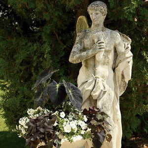 Annual foliage of Illustris Elephant's Ear (Collocasia esculenta 'Illustris') in a garden setting.