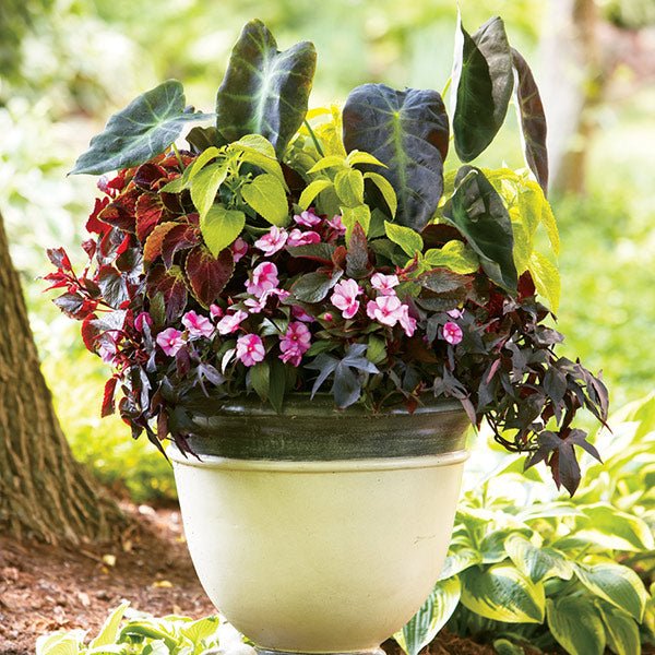 Illustris Elephant's Ear (Collocasia esculenta 'Illustris') growing in a garden landscape, showing mature perennial form.