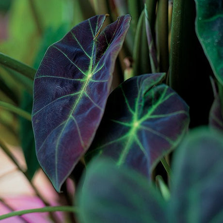 mojito plant elephant ear Mojito Elephant Ear