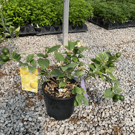 Dwarf Meyer Lemon shrub in a black nursery pot with small white blooms and young green fruit on gravel.