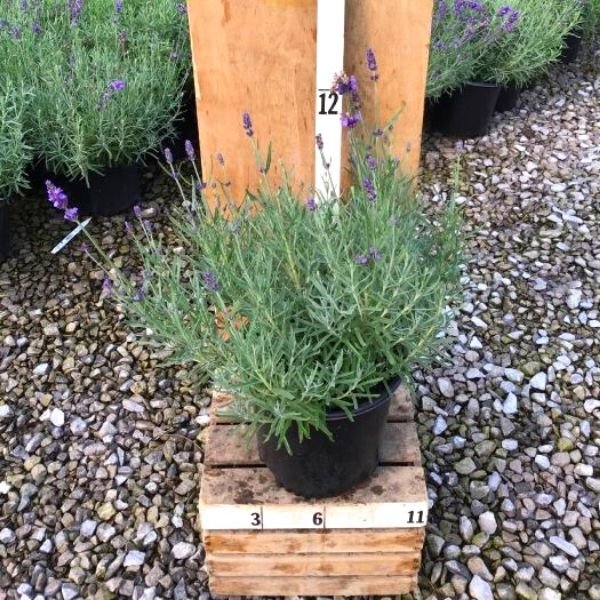 Imperial Gem English Lavender - Nature Hills Nursery - #1 Container - 