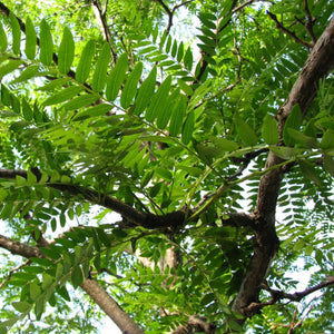 Imperial Honeylocust Tree - Nature Hills Nursery - #25 Container 10 - 12 Feet - 