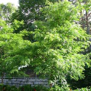 Imperial Honeylocust Tree - Nature Hills Nursery - #25 Container 10 - 12 Feet - 