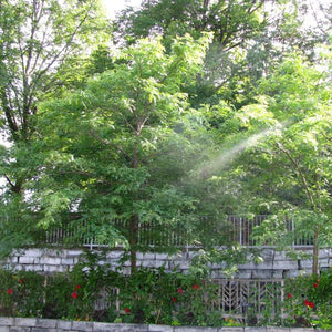 Imperial Honeylocust Tree - Nature Hills Nursery - #25 Container 10 - 12 Feet - 