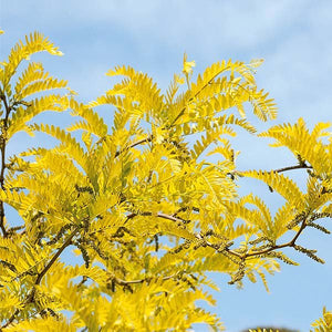 Imperial Honeylocust Tree - Nature Hills Nursery - #25 Container 10 - 12 Feet - 