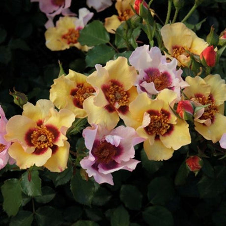 In Your Eyes™ Shrub Rose - Rose - Nature Hills Nursery - 2 Container - 