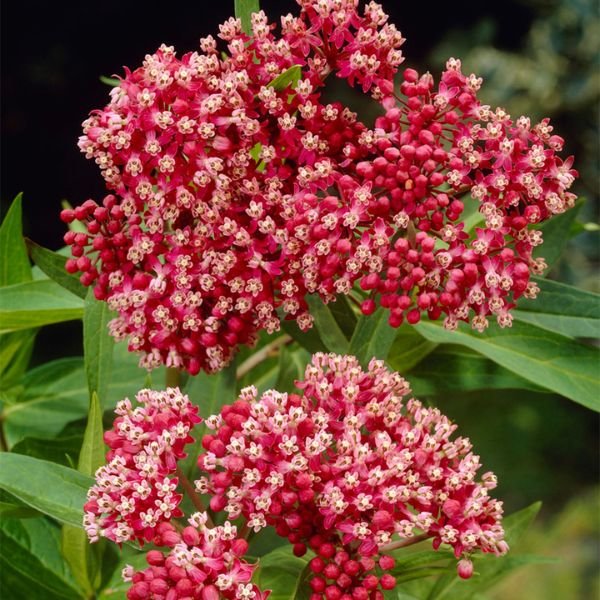 Incarnata Pink Milkweed - Nature Hills Nursery - 3 Pack Bareroot - 