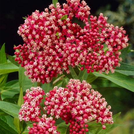 Incarnata Pink Milkweed - Nature Hills Nursery - 3 Pack Bareroot - 