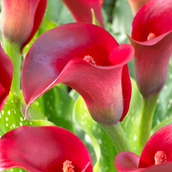 Indian Summer Calla Lily - Nature Hills Nursery - 5 Pack Bulbs - 