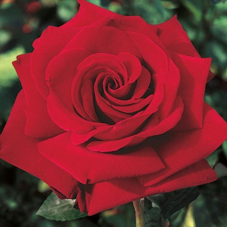 Ingrid Bergman&reg; Hybrid Tea Rose Tree - Nature Hills Nursery - #5 Container 3 - 4 Feet Tree Form - 