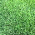 Innovation&trade; Zoysiagrass - Nature Hills Nursery - 70 Plug Tray - 