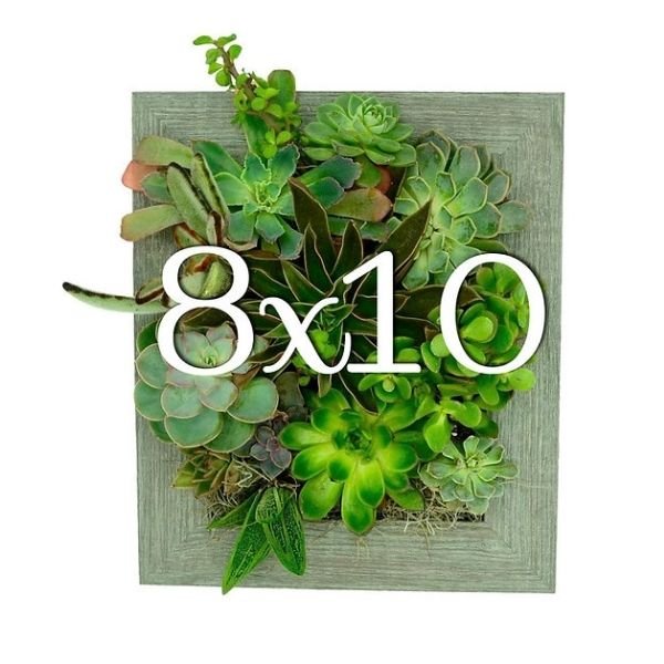 Instant Wall Planter 8" x 10" - Nature Hills Nursery - Garden Center Item - 