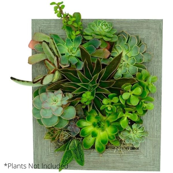 Instant Wall Planter 8" x 10" - Nature Hills Nursery - Garden Center Item - 