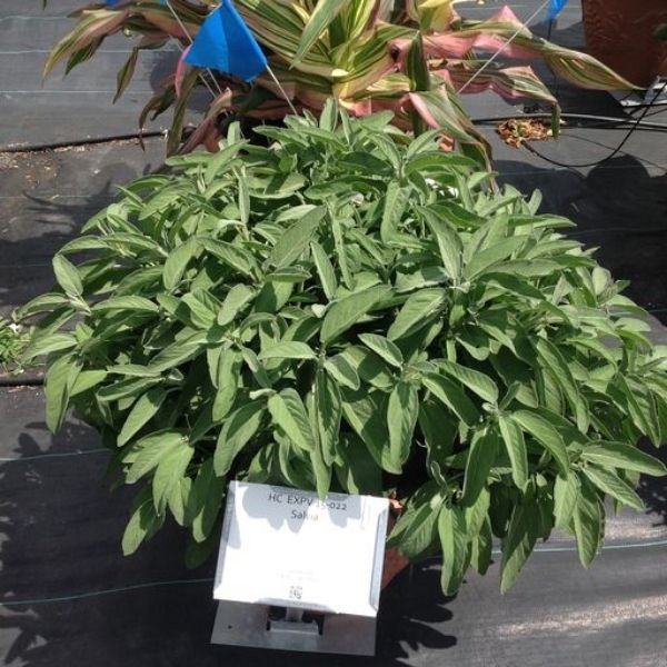 Intense Sage - Nature Hills Nursery - Quart Container - 