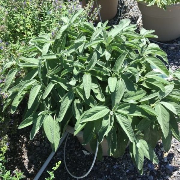 Intense Sage - Nature Hills Nursery - Quart Container - 