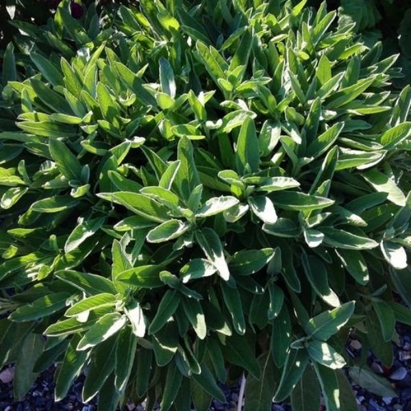 Intense Sage - Nature Hills Nursery - Quart Container - 