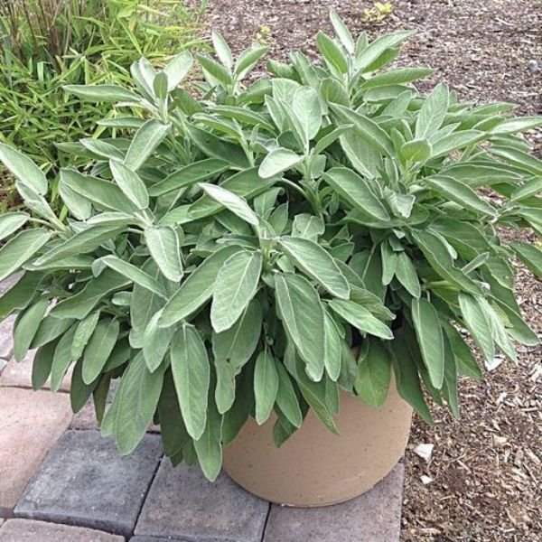 Intense Sage - Nature Hills Nursery - Quart Container - 
