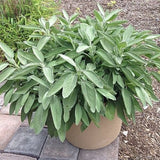 Intense Sage - Nature Hills Nursery - Quart Container - 