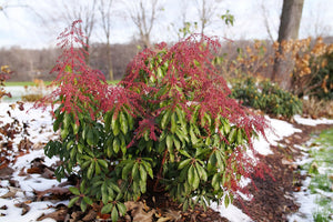 Interstella Lily of the Valley Shrub shrub, side view