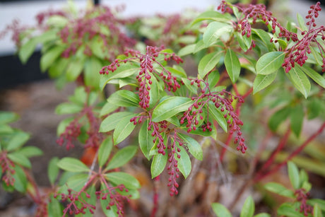 Interstella Lily of the Valley Shrub shrub, lifestyle view