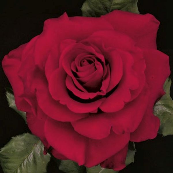 In the Mood&trade; Hybrid Tea Rose