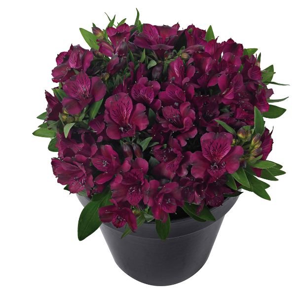 Inticancha® Dark Purple Peruvian Lily - Nature Hills Nursery - #1 Container - 