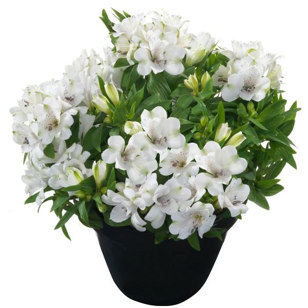 Inticancha® Magic White Peruvian Lily - Nature Hills Nursery - #1 Container - 