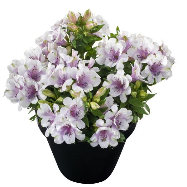 Inticancha® Moon Peruvian Lily - Nature Hills Nursery - #1 Container - 