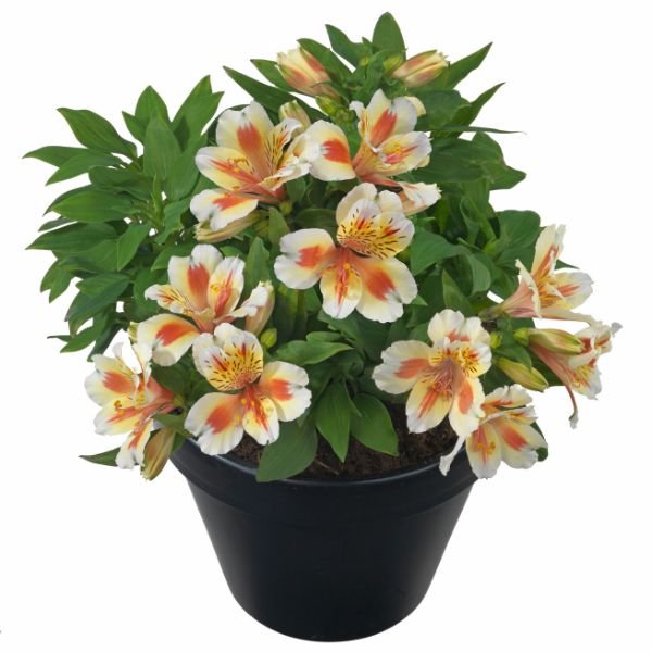 Inticancha® Sunset Peruvian Lily - Nature Hills Nursery - #1 Container - 