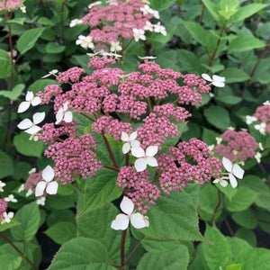 Invincibelle Lace&reg; Smooth Hydrangea - Nature Hills Nursery - #3 Container - 