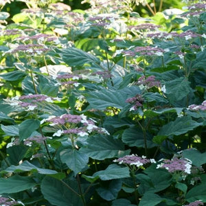 Invincibelle Lace&reg; Smooth Hydrangea - Nature Hills Nursery - #3 Container - 