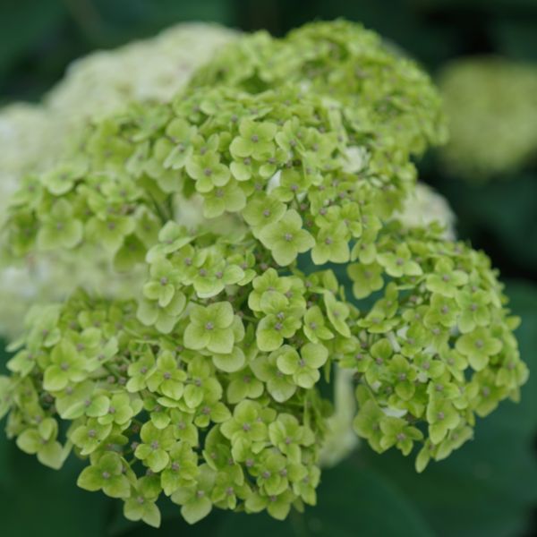 Proven Winners Hydrangea arborescens Invincibelle - Thumbnail 2