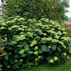 Deciduous foliage of Invincibelle Sublime™ Smooth Hydrangea (Hydrangea arborescens 'SMNHRL' PP34,418) in a garden setting.