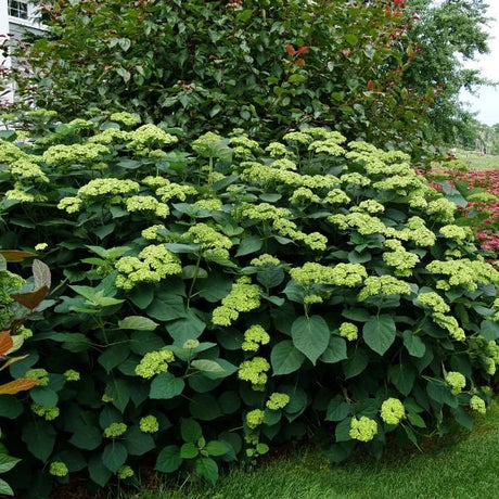 Deciduous foliage of Invincibelle Sublime™ Smooth Hydrangea (Hydrangea arborescens 'SMNHRL' PP34,418) in a garden setting.