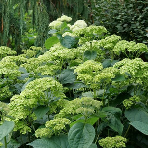 Invincibelle Sublime™ Smooth Hydrangea (Hydrangea arborescens 'SMNHRL' PP34,418), a shrub featuring green flowers and deciduous.