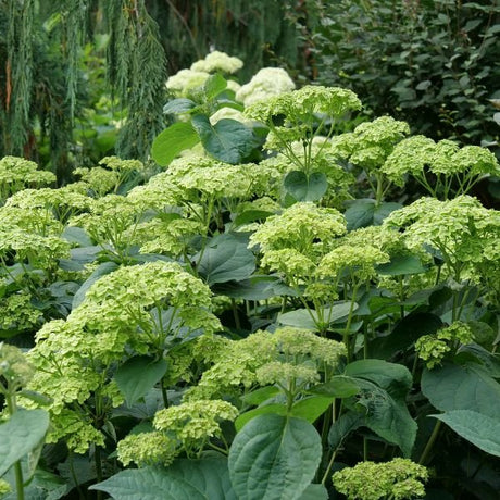 Invincibelle Sublime™ Smooth Hydrangea (Hydrangea arborescens 'SMNHRL' PP34,418), a shrub featuring green flowers and deciduous.