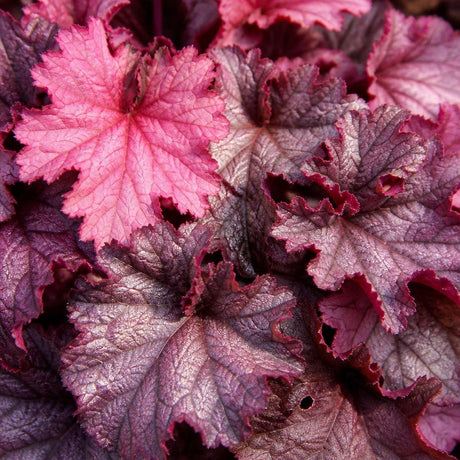 Close-up of Iridescent Coral Bells foliage with rose-pink new growth and silvery burgundy leaves.