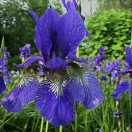Close-up of purple iris flowers on Caesars Brother Siberian Iris blooming in late spring to early summer.