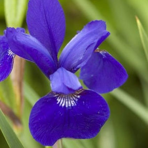 Caesars Brother Siberian Iris (Iris sibirica 'Caesar's Brother'), a perennial featuring purple flowers and perennial.