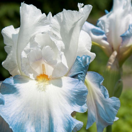 Close-up of blue, white iris flowers on Clarence Bearded Iris blooming in late spring to early fall to late fall.