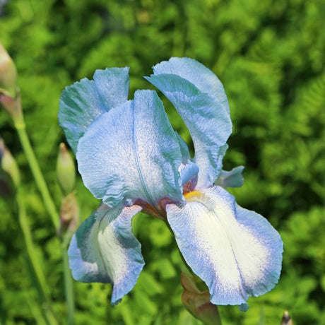 Clarence Bearded Iris (Iris germanica 'Clarence'), a perennial featuring blue, white flowers and perennial.