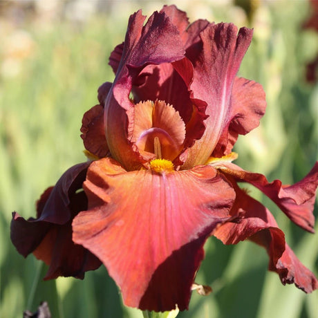 Iris My Friend Jonathan displays a striking burgundy red and coral orange bicolor flower with ruffled petals and bright yellow beard in full bloom.