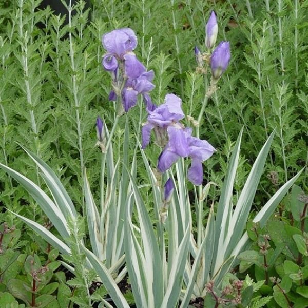 Premier Plant Solutions 16133 Ensata Variegata Variegated Japanese Iris, 19cm