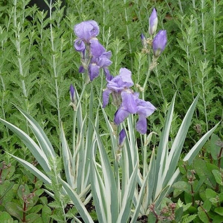 Close-up of purple iris flowers on Variegata Japanese Iris blooming in early summer.